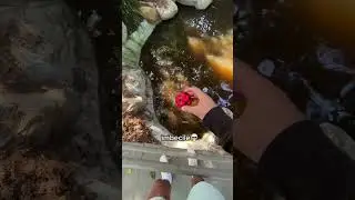 Bounce it on water?! Easy enough 😏 #toy #ball #moonball #satisfying #viral #capcut #shorts