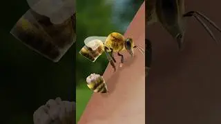 Asi es la Picadura de un Abeja