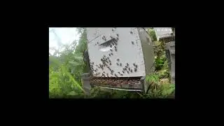 Flashback - Bees in the Afternoon 3