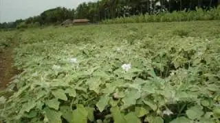 Brinjal (Baingan) production technology Pakistan Dr. Ashraf Sahibzada