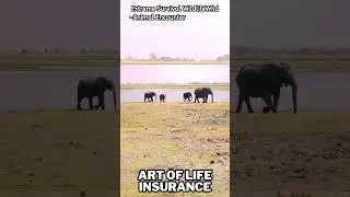 mom elephant love wildlife  #wildlifephotography #wildlifeencounter #elephant #extremesurvival