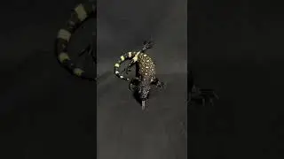 Heloderma Exasperstum #reptile #lizard #venomous #shorts #exoticpets #reels #beaded #heloderma