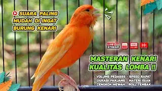 Kenari GACOR‼️ Masteran Burung Kenari PAUD dan Pancingan Kenari MACET BUNYI ( EPISODE 1469}
