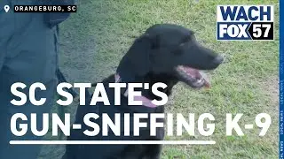 SC State unveils new gun-sniffing K-9 to counter campus crime