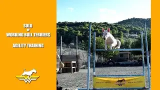 Bull terrier Agility training