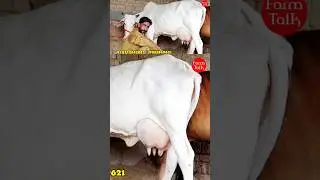 Tharparkar Cow Video 👍 #cattle #farm #cow #dairyfarm #Tharparkar #Shorts #Farmtalk
