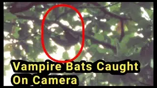 Vampire Bats Caught On My NOKIA 4.2  Camera | Flying Fox Caught On Camera | Fruits Bats