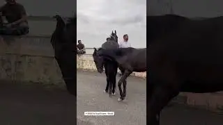 MODA Stud Farm - Muli #studfarm #horse #animal #nature