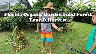 Florida Organic Garden Food Forest Tour & Harvest