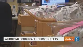 Whooping cough cases surge in Texas