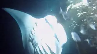 Big Island Manta Ray Dance