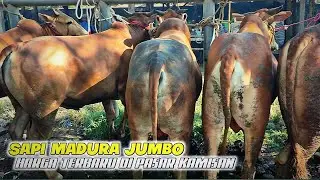 Harga terbaru sapi Madura jantan dan betina di pasar Ketapang Madura