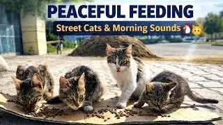 Feeding Street Cats in Peaceful Morning&hellip; The Rooster Sound Changed Everything 🐔🐱