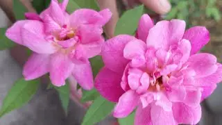 desi pink rose flower in November month | pink rose plant flower | Desi rose