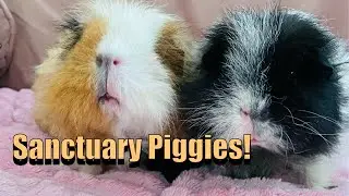 &ldquo;Forever Home Piggies 🐹 Special Sanctuary Residents at SCGPR&rdquo;
