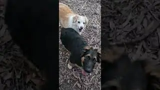 Shama Aussie German Shepherds