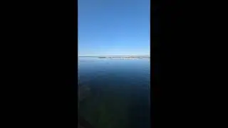 Seals swimming in kelp forest off Danish island of Frederikso (Christianso)