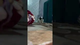 #shihtzu #petlover #puppy # #cute pets