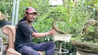 mengkonsep bahan bonsai serut(streblus asper)dari bahan dongkelan,serta pemahaman logika dan rasa