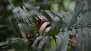 Rail-babbler, roosting behavior