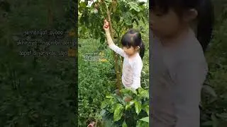 brielle manjat pohon terong Belanda