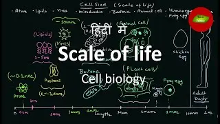 Scale of life | size of different biomolecules  | Cell size  | Cell Biology | Basic Science Series
