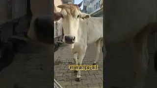 Singhal ji vlog