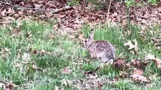 A Rabbit eating grass for supper and hopped away