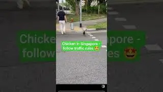 Chicken in Singapore Roads, follow traffic rules. #trending #travel #ytshorts #aatravellingtimes