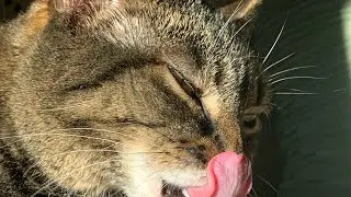 cat tries popcorn shrimp *must see*