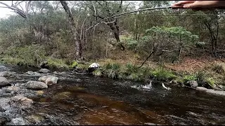 Fly Fishing a Rugged Australian River for Wild Brown Trout