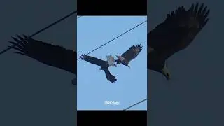 Two Bald Eagles lock talons and perform the courtship behavior called Daredevil Cartwheel #eagles