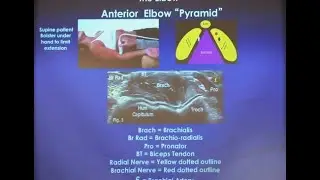 Physical Therapists Ticket to Freedom- Diagnosing the Elbow with Ultrasound