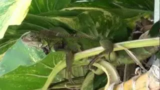 Iguana style St. Thomas, Virgin Islands Caribbean