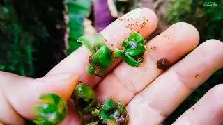 Belinchu (Saurauia Napaulensis DC)