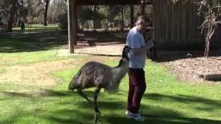 Hilarious emu antics.