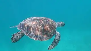 Sea Turtle Identification Tips