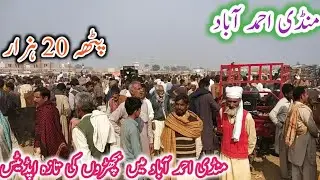 Mandi Ahmedabad Okara Calves ki Latest update| Beautiful Calves and Low Cost Rats| BTO