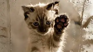 Kitten s Window Condensation Trail