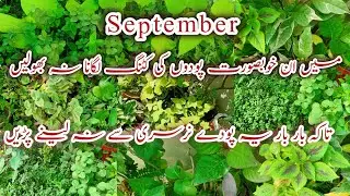 How to grow permanent foliage plants cutting in September .Grow foliage plant cuttings in summer ,