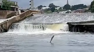 salmonleaping
