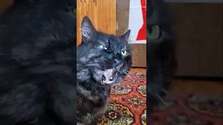 Котооборотень кот Спеэйс кушает #cat #catlover #кот #cosmiccat #spacecat