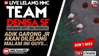LIVE LELANG MERPATI//MERPATI KOLONG//MERPATI MEJA//HOKY MERPATI CHANNEL