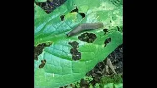 The black slug eating swamp cabbage