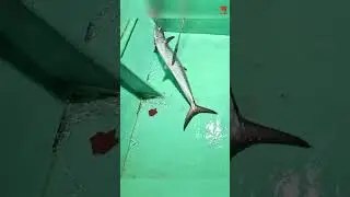 King Fish hooked with fishing Indian Scad as bait! #fishing #fishingvideo #fishingtime