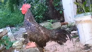 Beautiful color Young Rooster In Action