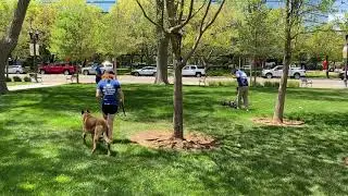 Sam, Simi, Sy, Apollo in the park with Proven K9 Training
