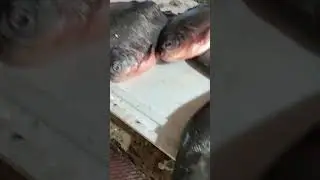 Andhra Pradesh fish market #yt #video #food #viral #reels #shorts #fish #market #andhrapradesh