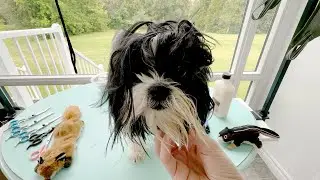 How To Get Knots And Matts Out Of Shih Tzu Hair!