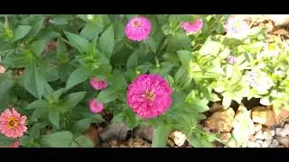 Las zinnias, flores anuales | El Sueño Jardín Botánico.